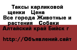 Таксы карликовой щенки › Цена ­ 20 000 - Все города Животные и растения » Собаки   . Алтайский край,Бийск г.